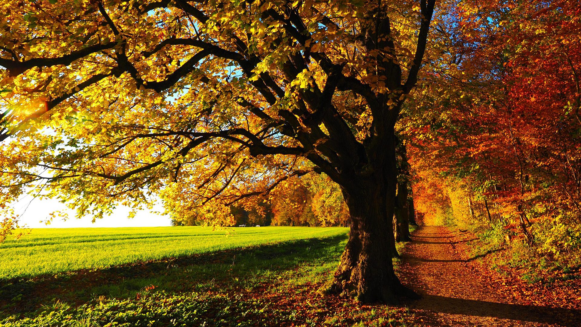🍂 Schöne Herbstferien!